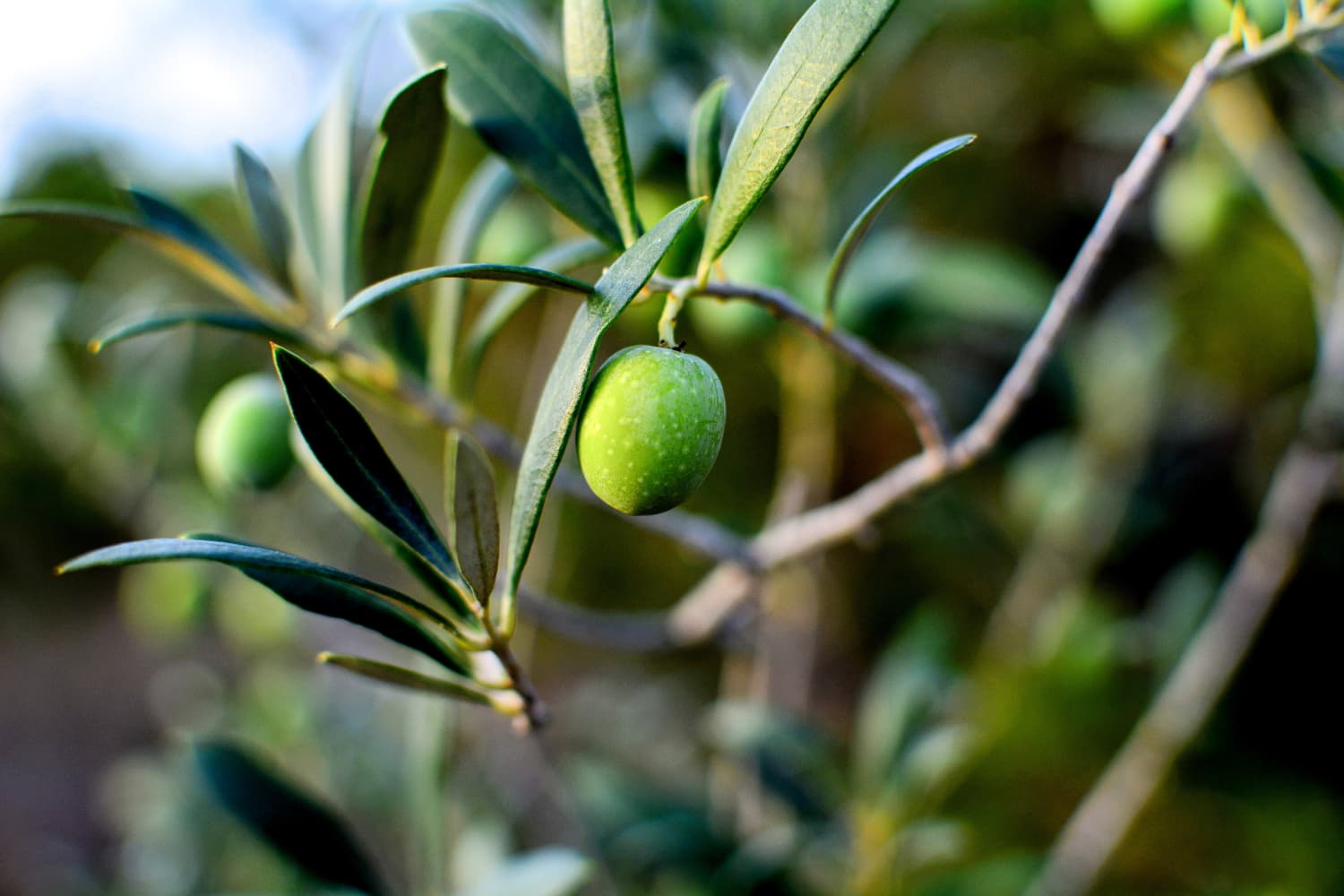 olive tree fruit